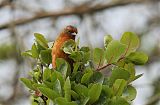 Rufous-browed Conebillborder=